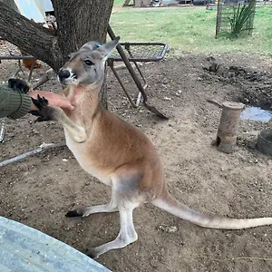 Corella Creek Country Farm Nelia